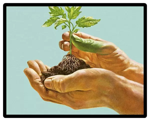 Hands Holding Seedling