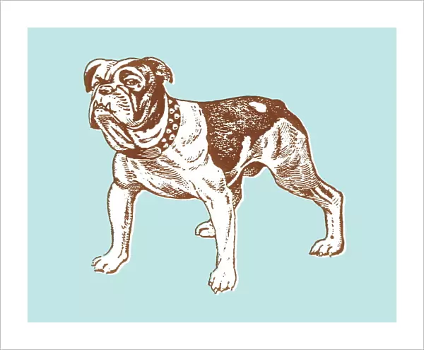 Mean dog. http: /  / csaimages.com / images / istockprofile / csa_vector_dsp.jpg