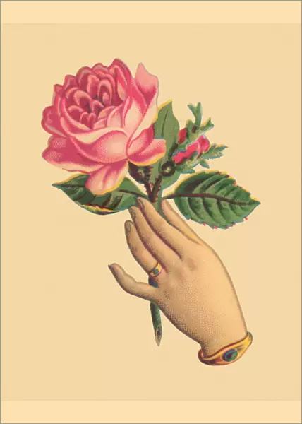 Hand Holding a Rose
