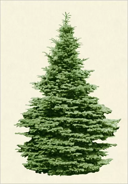 Evergreen green tree isolated on a beige background