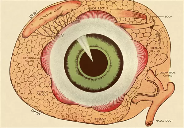 Diagram of Human Eye