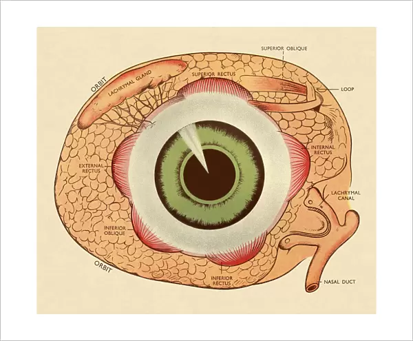 Diagram of Human Eye