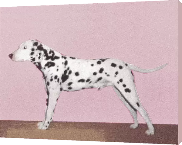 Dalmation. http: /  / csaimages.com / images / istockprofile / csa_vector_dsp.jpg