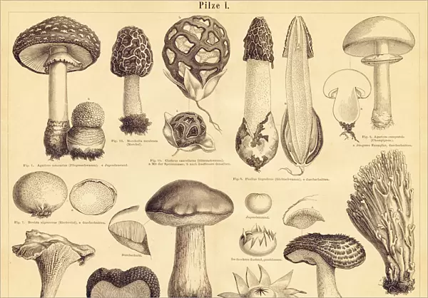 Edible Mushrooms engraving illustration