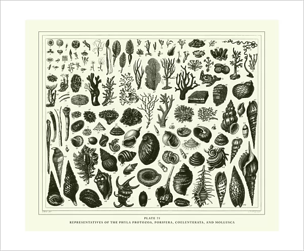 Engraved Antique, Representatives of the Phyla Porifera, Coelenterata and Mollusca