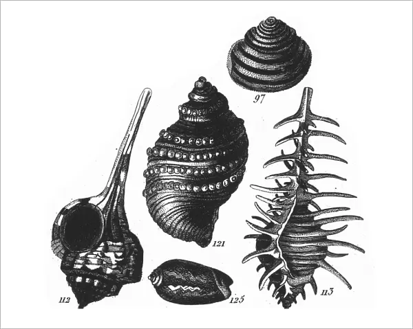 Murex Haustellum, Representatives of the Phyla Porifera, Coelenterata and Mollusca