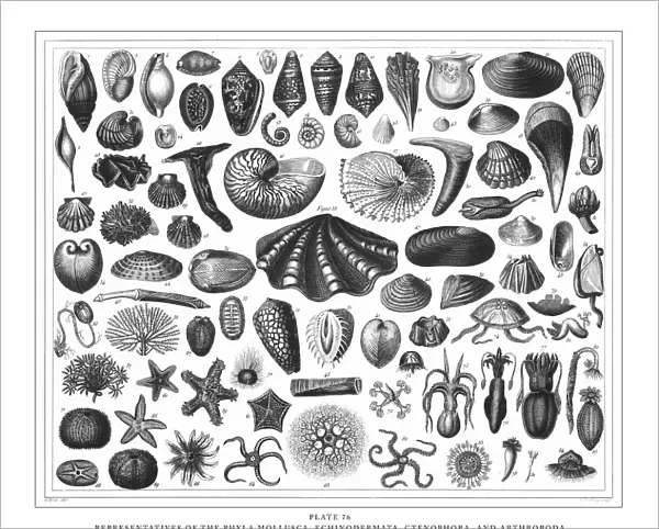 Representatives of the Phyla Mollusca, Echindermata, Ctenophora and Arthropoda Engraving