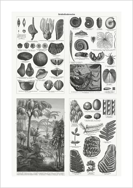 Fossils and plants from the Carboniferous period, woodcuts, published 1897