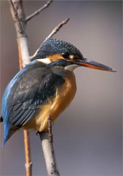 Common Kingfisher Male on a branch