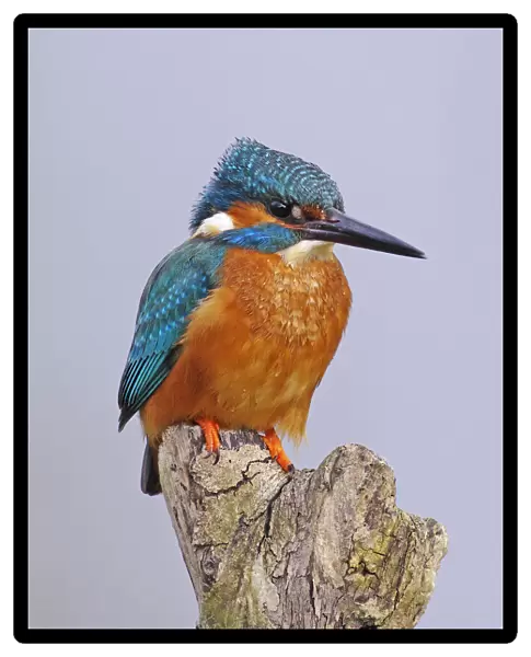 Kingfisher [Alcedo atthis]