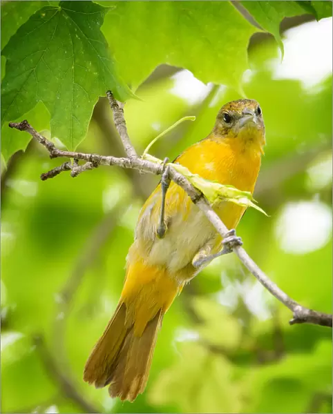 Curious Baltimore Oriole Looking Down at Camera
