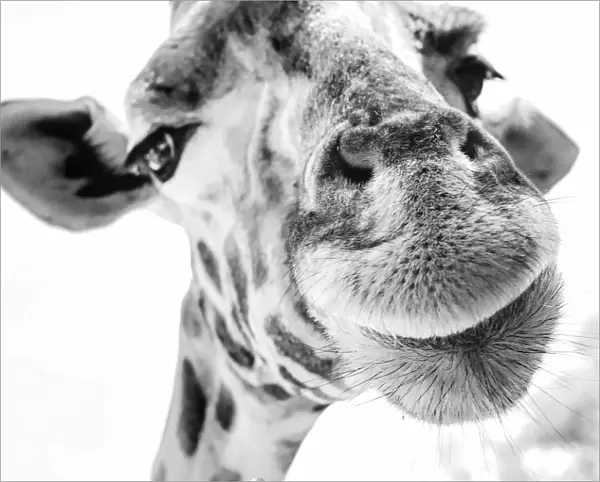 Cute Giraffe in Extreme Close Up at Nairobi Park, Kenya