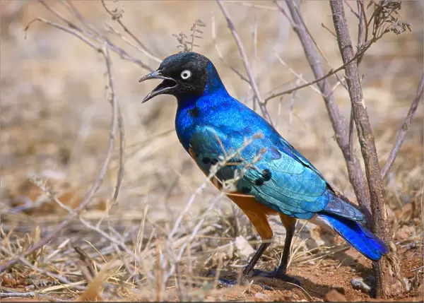 Bright Vibrant Colors of a Superb Starling in Samburu, Kenya