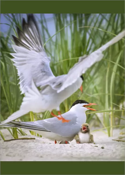 Common Tern Parents with Small Chick at Nickerson Beach
