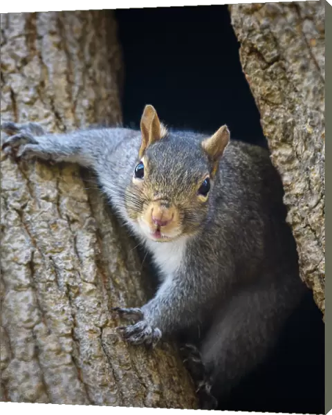 Adorable Squirrel Popping Out to Say Hello in Pennsylvania