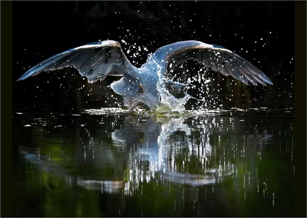 Funny Dramatic Portrait of Great Blue Heron Splash at Fort Myers Beach, Florida