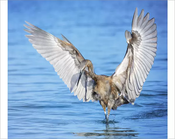 Reddish Egret with Angel Wings at Fort Myers Beach, Florida