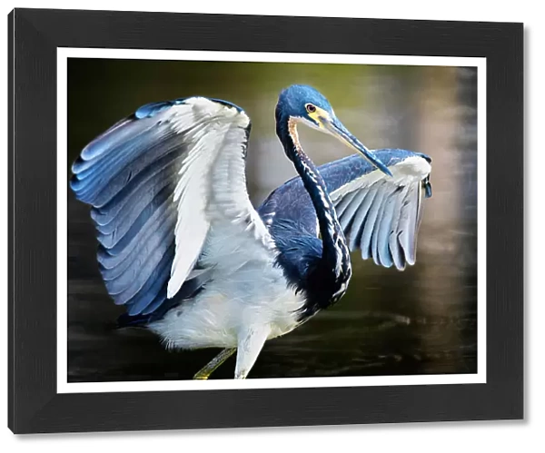 Tricolor Heron with Wings Spread