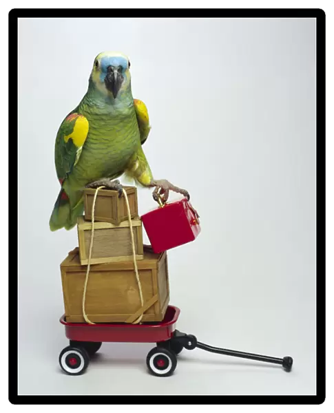 Parrot with boxes in wagon