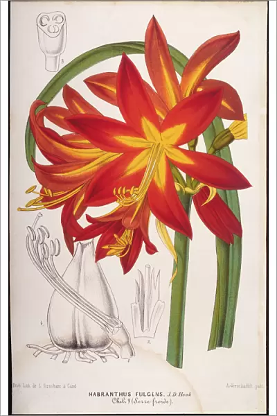 Illustration of Fuchsia Hybrid, 1867