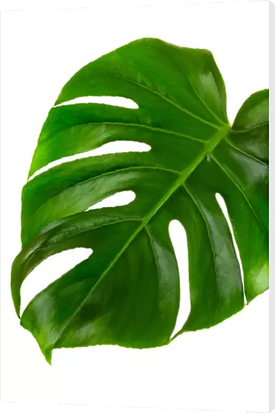 Single leaf of Monstera deliciosa palm plant isolated on white background