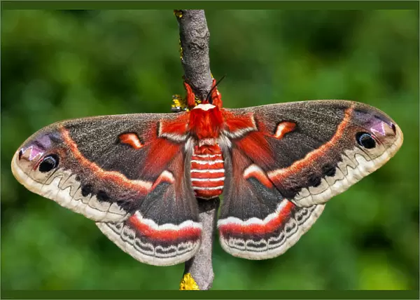 Hyalophora cecropia a Cecropia moth
