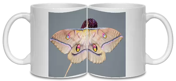 Antheraea yamamai a Japanese silk moth