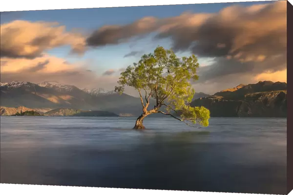 Lone tree is in Lake Wanaka at sunrise, New zealand