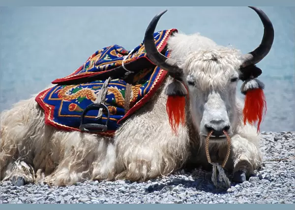 White Yak sitting at Yamdrok lake in Tibet