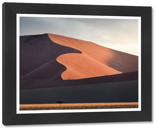 Namib desert, Dead Vlei, Namibia, Africa. Sand dunes at sunset