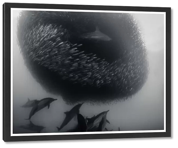 Common dolphins and a bronze whaler shark attacking a sardine bait ball during the annual
