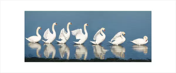 Sequence of a swan stretching the wings