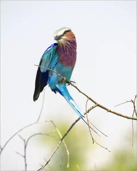 Vibrant Colored Lilac Breasted Roller Perched on Branch at Masai Mara Reserve