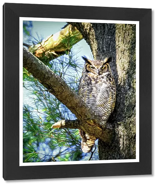 Great Horned Owl Comfortably Perched in Tree and Looking at Camera