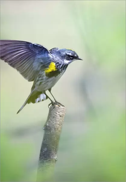 Yellow-Rumped 'Myrtle'Warbler in Breeding Colors