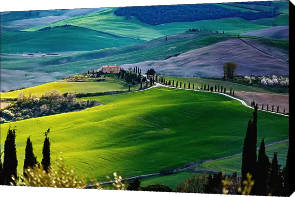 Tuscany, springtime in the afternoon. Path, green rolling hills and cypress trees