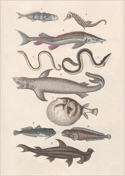 Pisces, hand-colored lithograph, published in 1880
