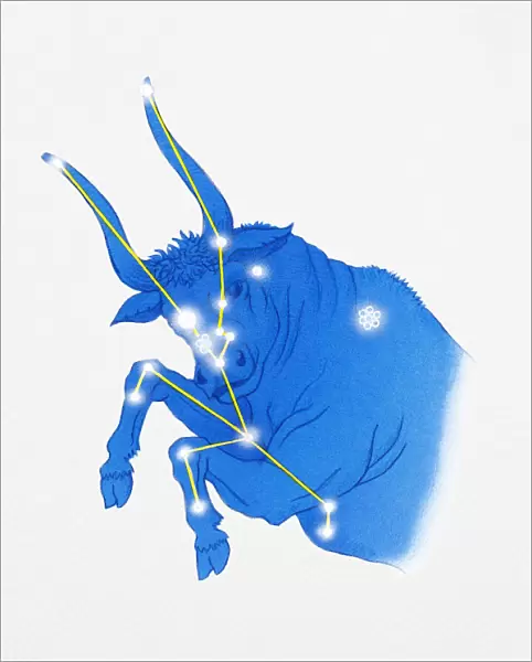 Illustration of Taurus star constellation also represented rearing bull