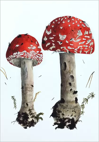 Mushrooms, redcap fly agaric, painted in watercolor on white paper