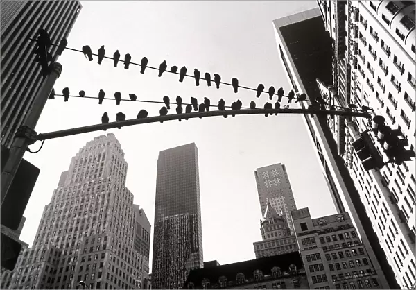 Pigeons sitting on wires