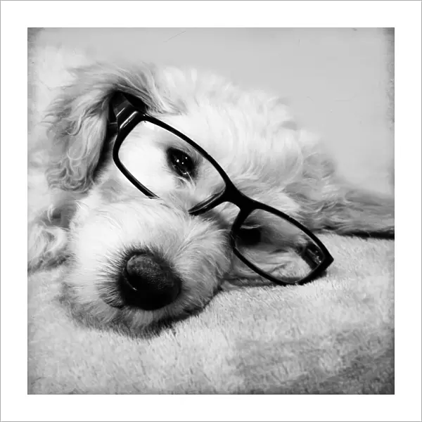 Goldendoodle Puppy In Glasses