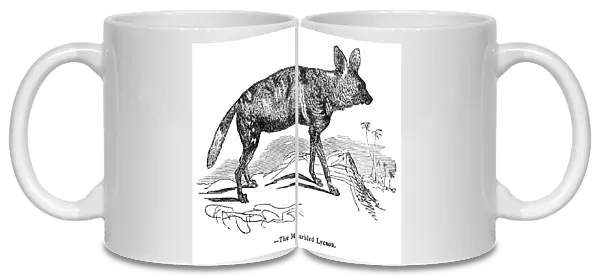 African wild dog engraving 1893