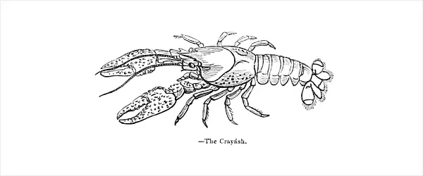 Crayfish engraving 1893