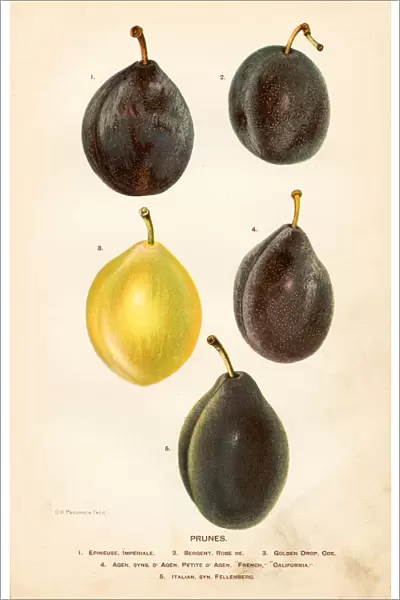 Prunes illustration 1892