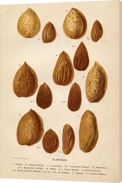Almonds illustration 1892