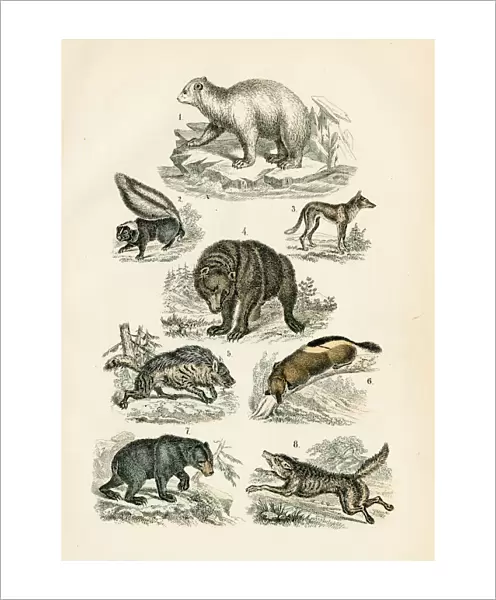 Polar bear, grizzly, wolf, jackal, hyena, skunk engraving 1872