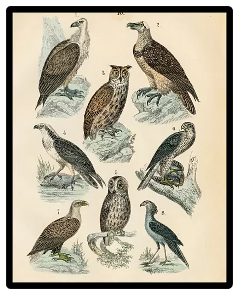 Birds: vulture, osprey, eagle owl, white-tailed eagle engraving 1872