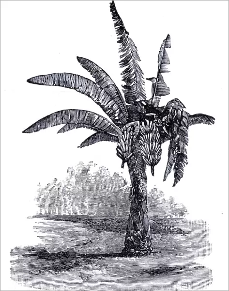 Banana plant engraving 1896