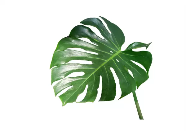 Monstera leaves leaves with Isolate on white background Leaves on white