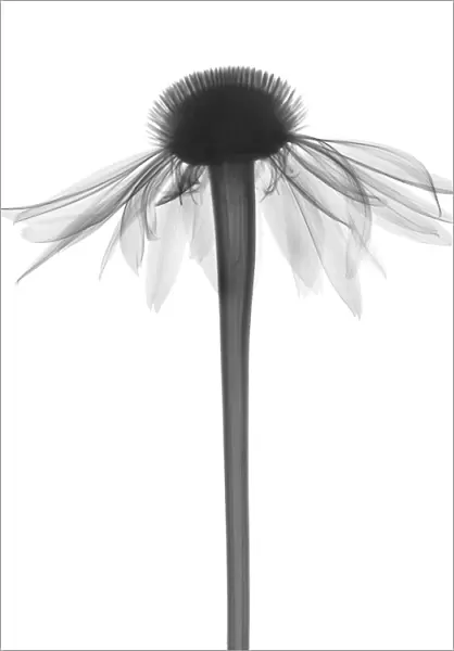 Echinacea (Echinacea purpurea), X-ray